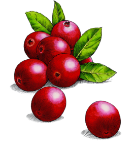 Cranberries_CMYK_HR_FN