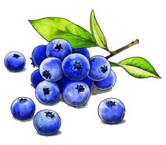 Blueberries3