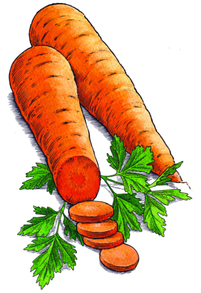 Carrots_Parsley
