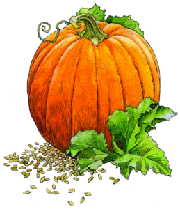 Pumpkin2 Pumpkin2